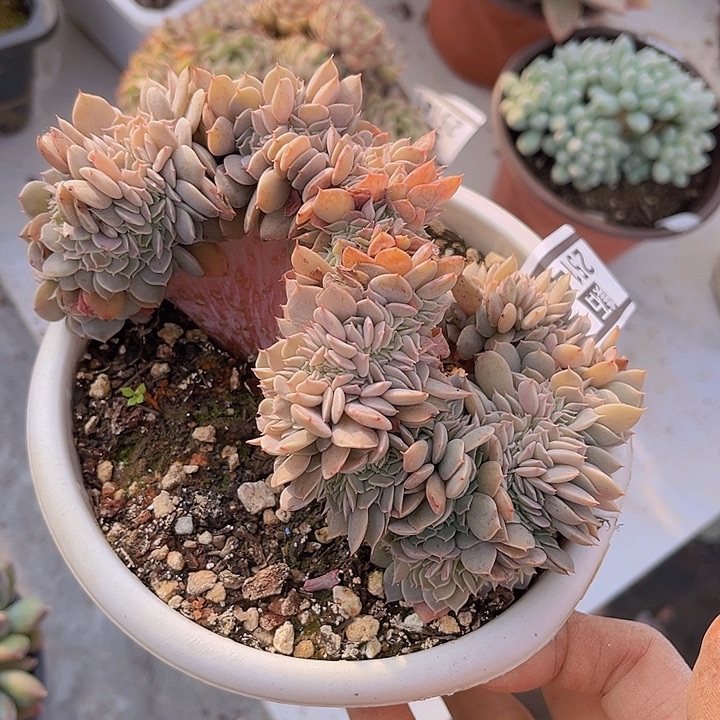 天赐缀25142多肉植物