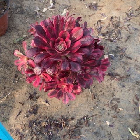 美杜莎20多肉植物法师