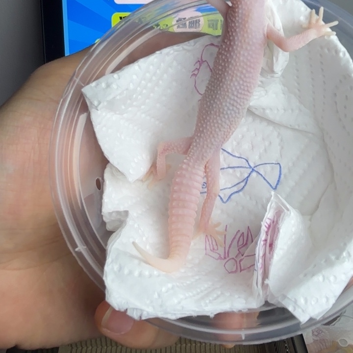 豹纹守宫超级雪花川普公温