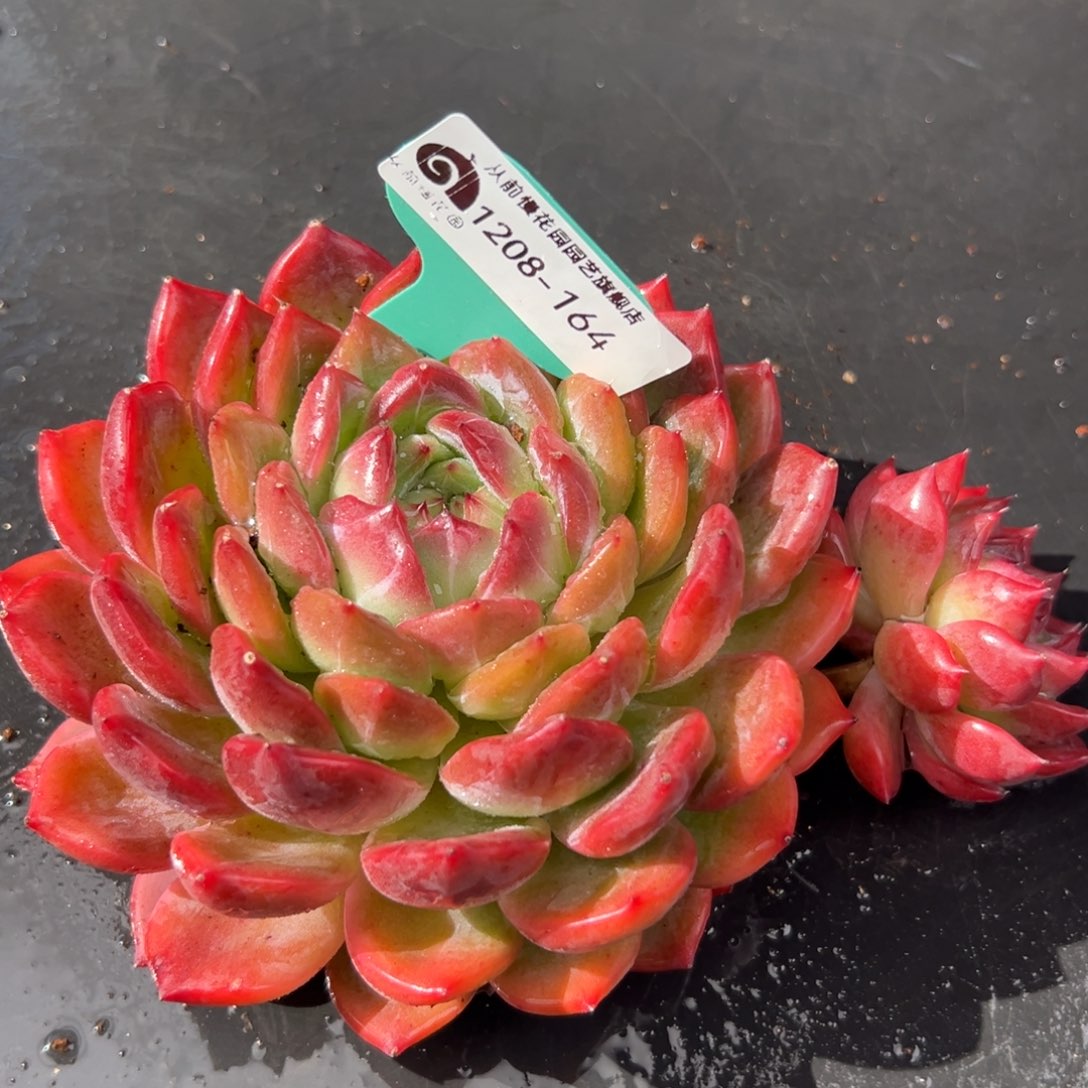 从前慢花园多肉编号1208-164