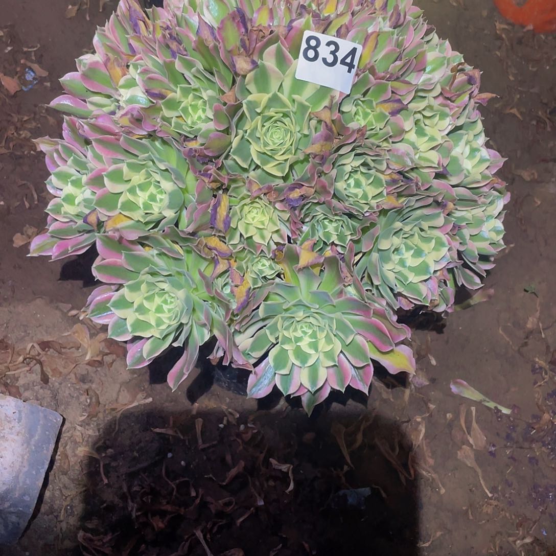 多肉法师834号白凤发货不包损