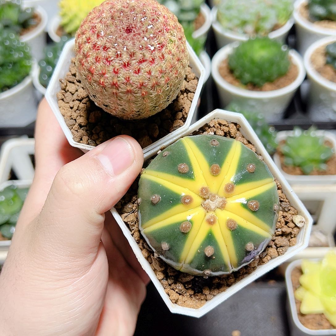 红太阳➕星兜锦发货