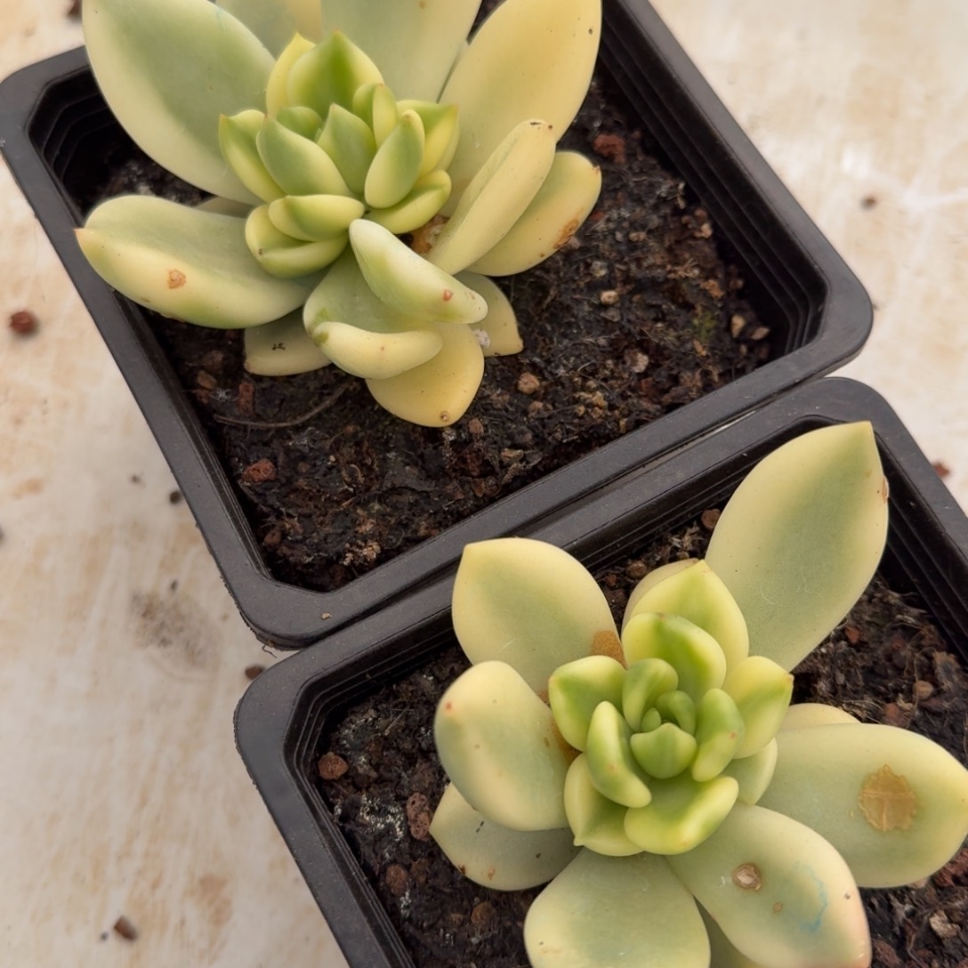 一颗的价格祝之松锦多肉锦