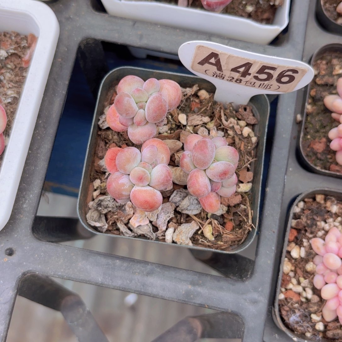 A456苹果奶一物一拍