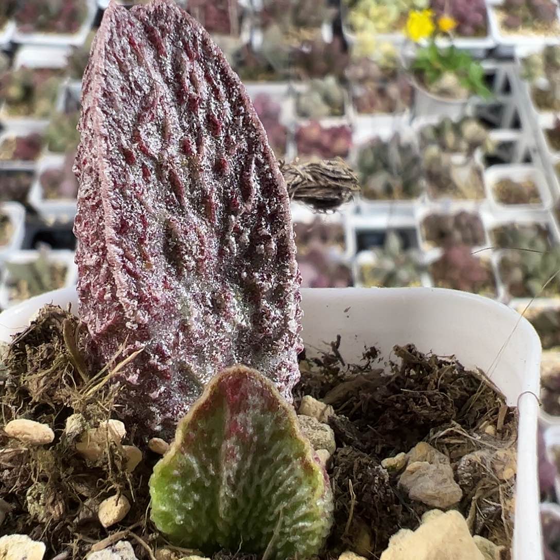 实生新品大苗多肉植物水泡
