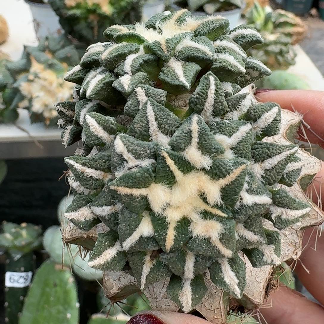 【闪购商品】无花朵双头苗接颗粒黑