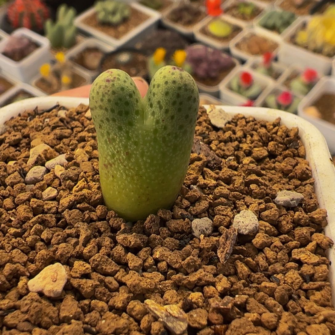 喜****522多肉植物种类多样