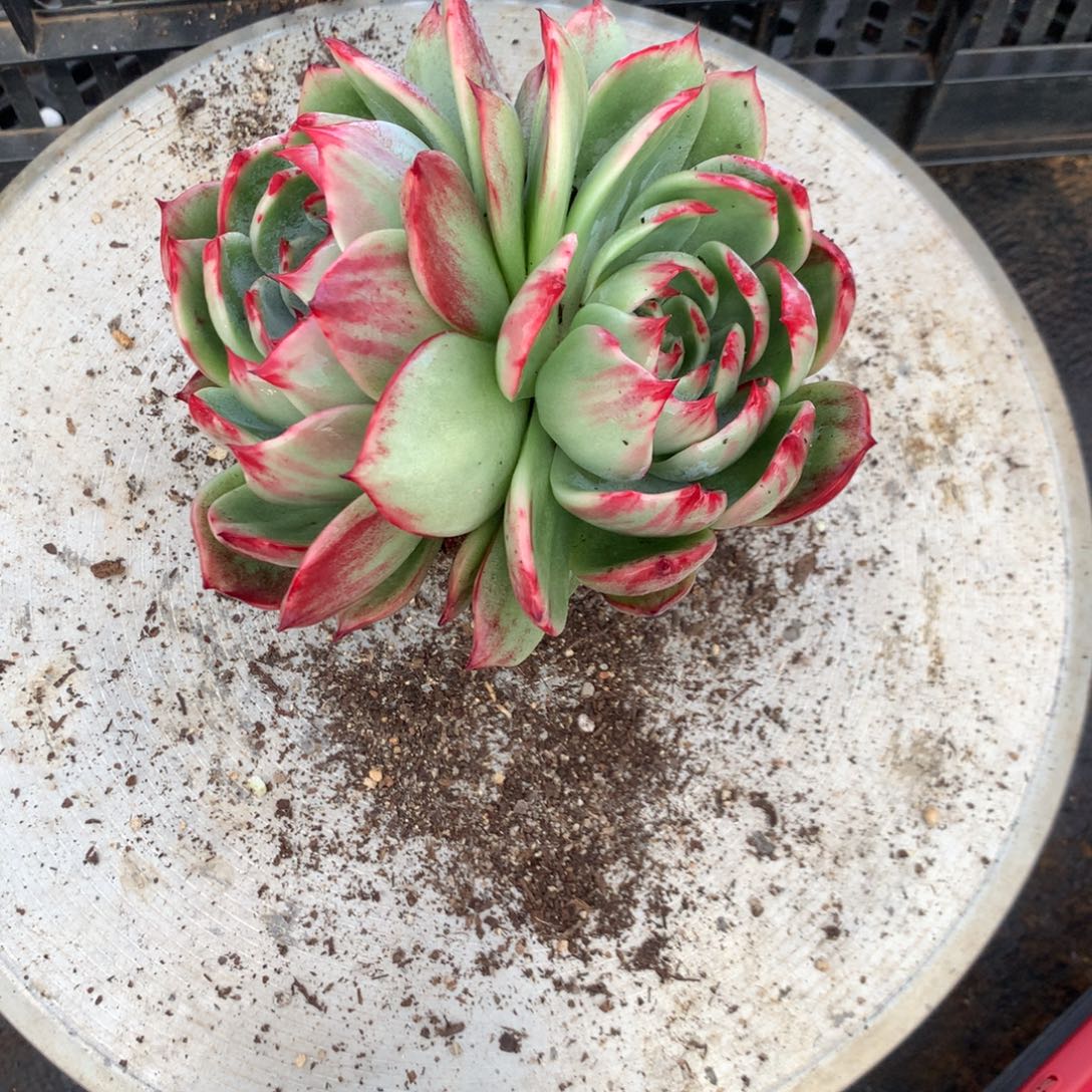 3478一物一拍14厘米