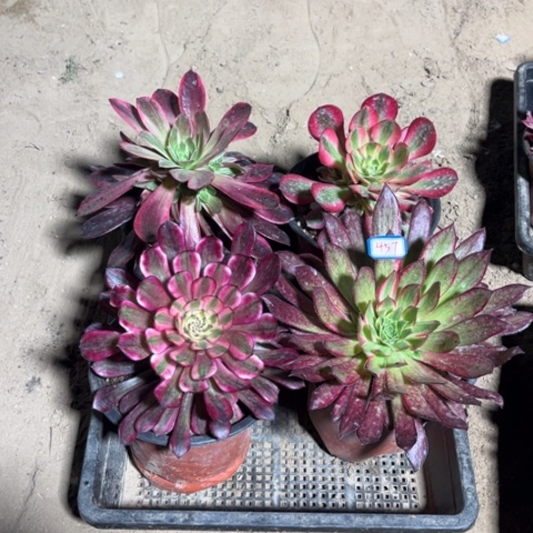 457多肉植物组合