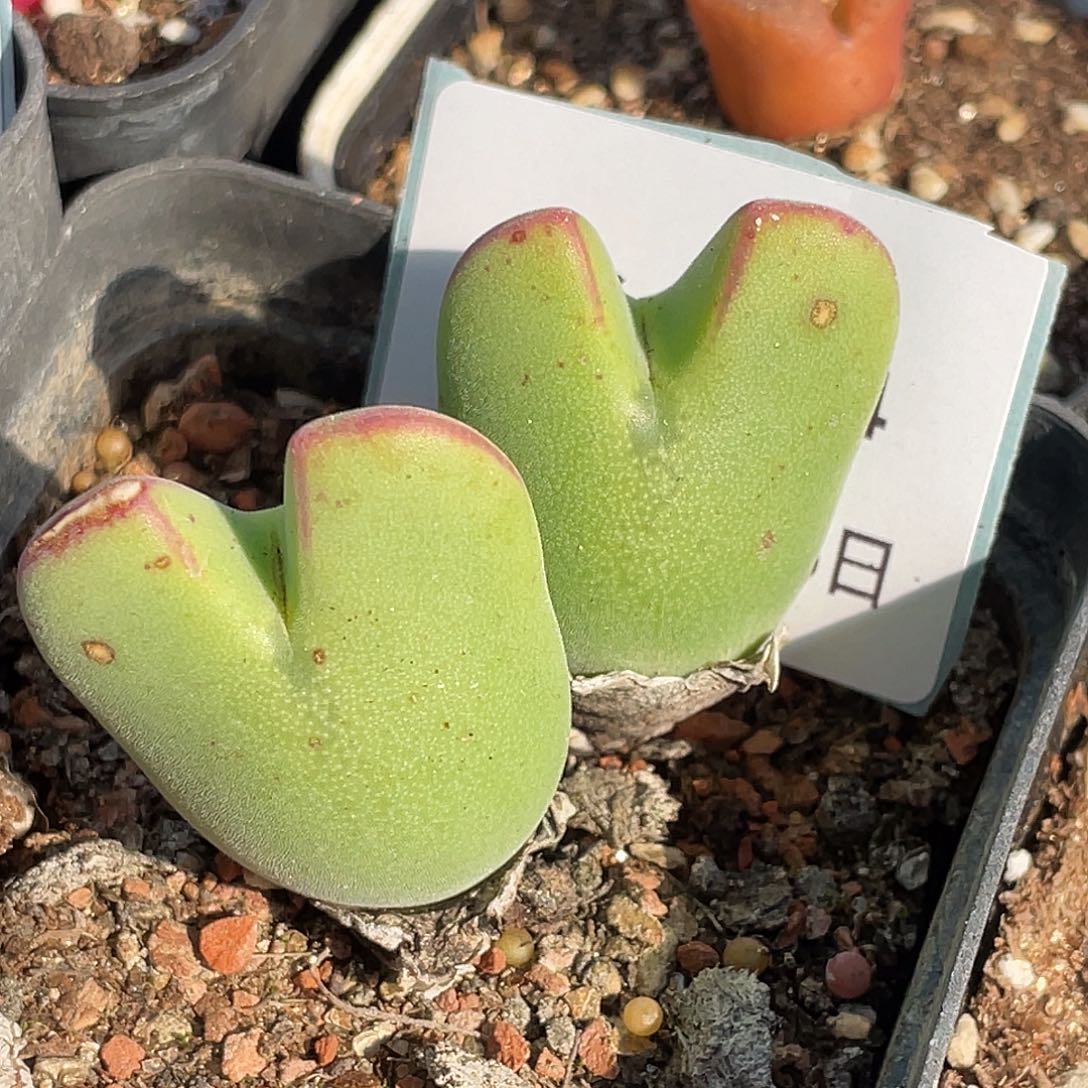 15-64毛将多肉植物