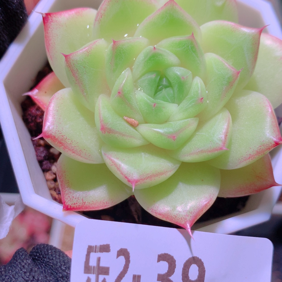 乐然 2-39 麦秆单头 