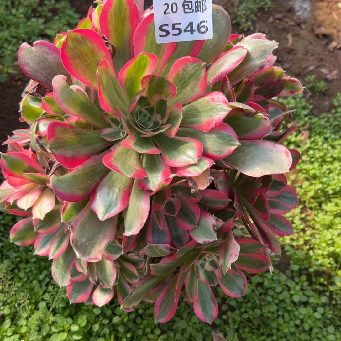 546妖月，满20包邮