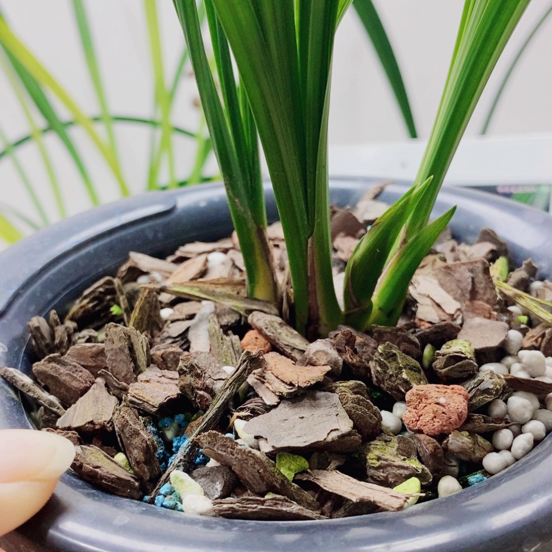 用***2大部分花苞少量开放