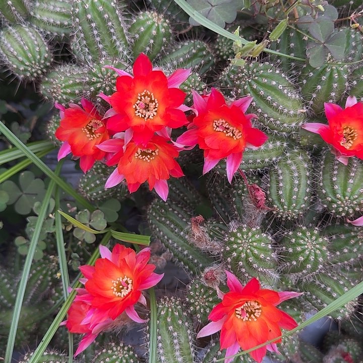 白檀仙人掌528侧芽一个