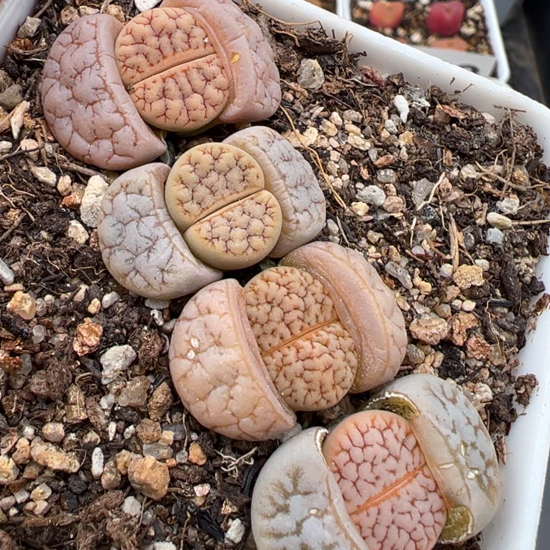 1.21好看的多肉984