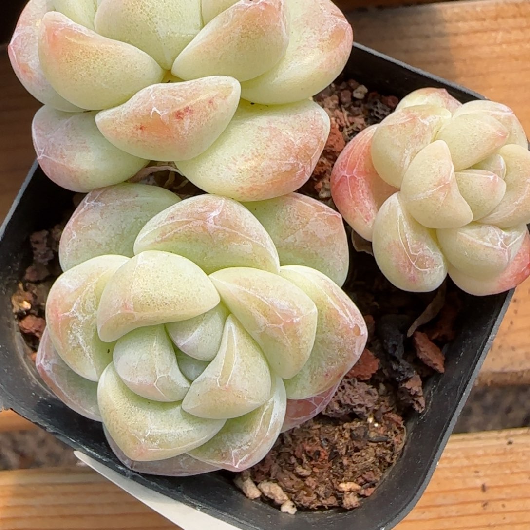 花语逸镜0219-654