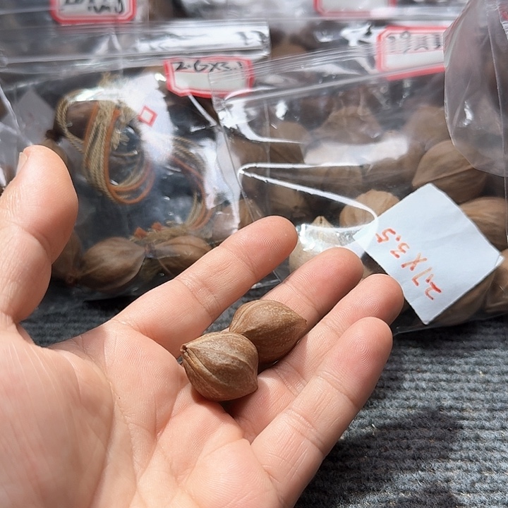 吊坠橄榄核小*卜2.0两颗