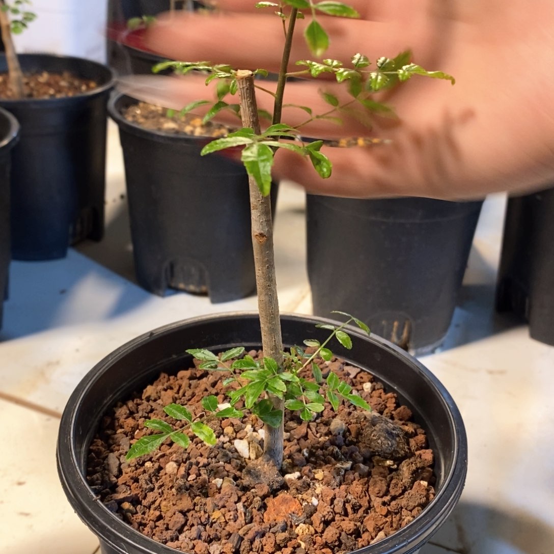 保利没药带盆发货