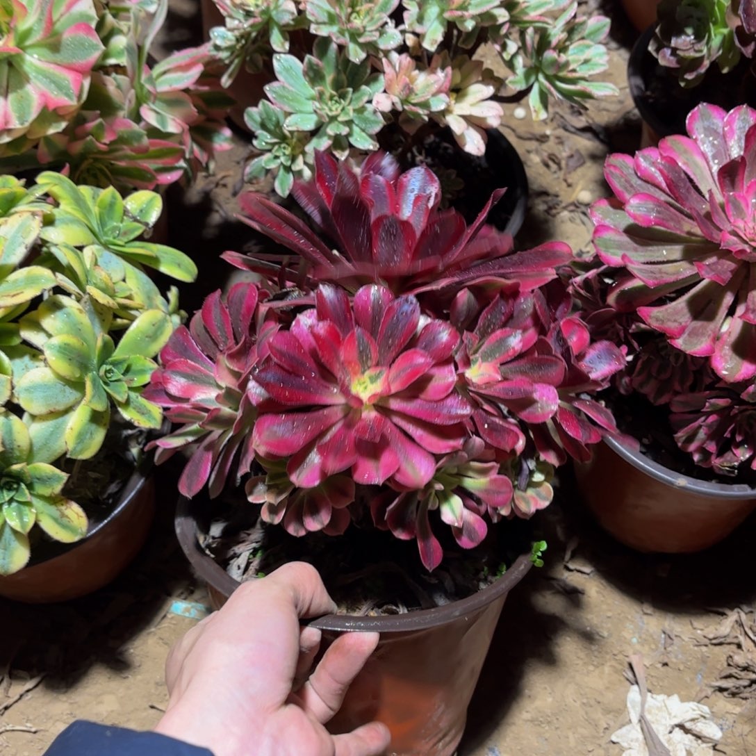 美杜莎4号（送一颗迷你法师多头