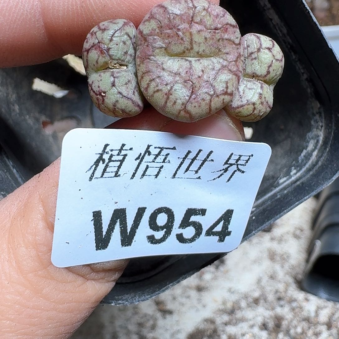 954号多肉植物哇c fb b