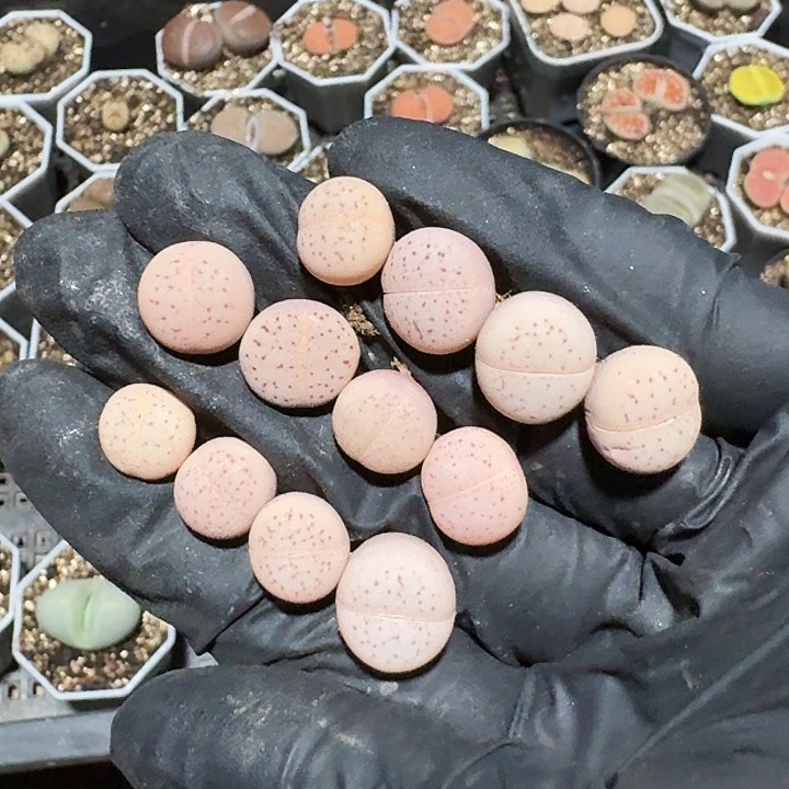 生石花11111。     181