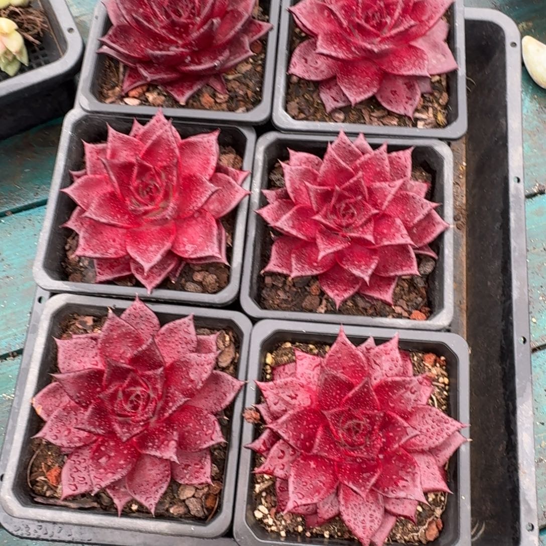 从前慢多肉精选编号1120.罗宾