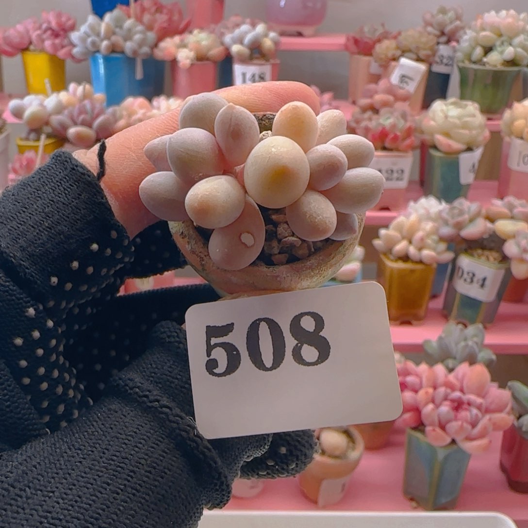 汤圆508 ，带盆土发货，满38包邮非偏远。