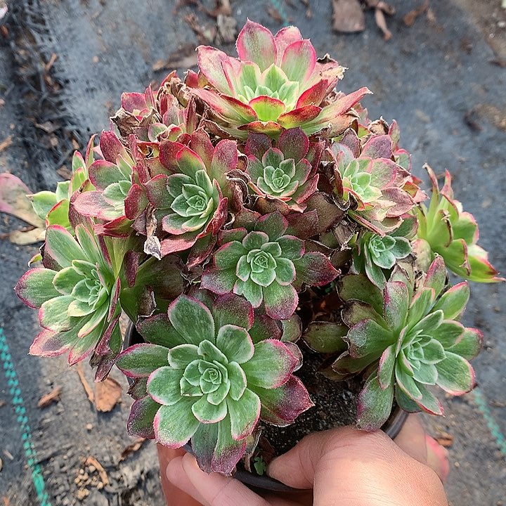 570莲花多肉植物