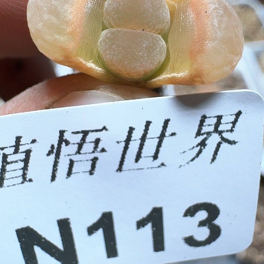 113号多肉植物哇c f
