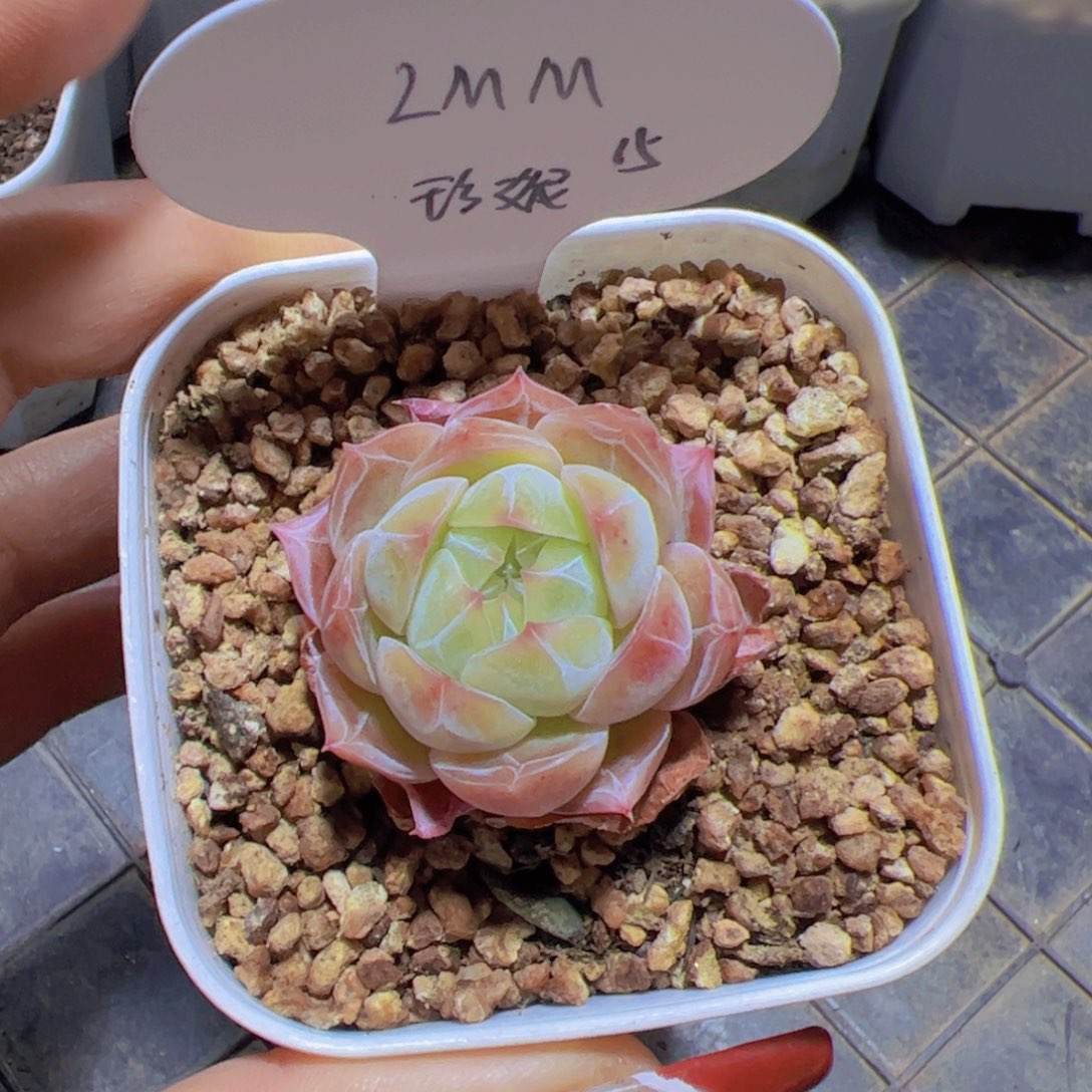 L*M珍妮，多肉植物，