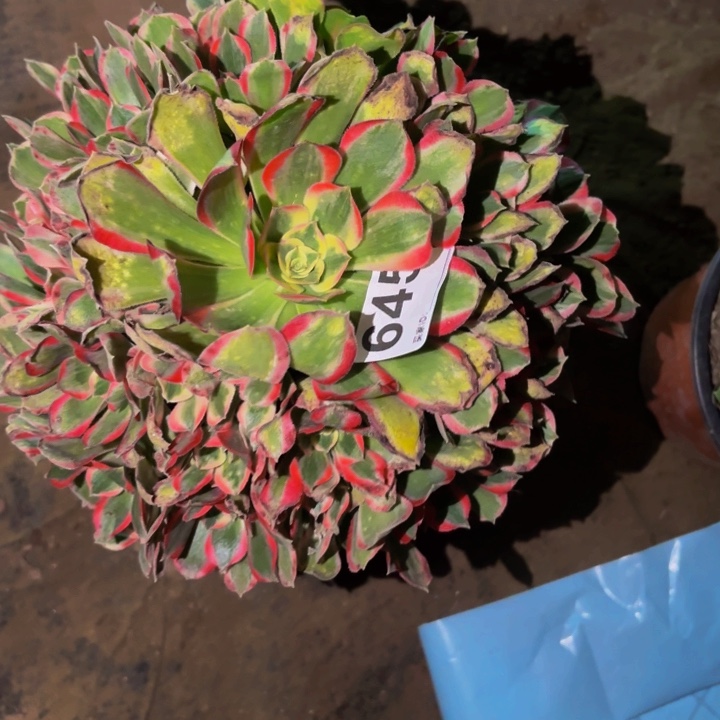 645男神多肉植物不售后