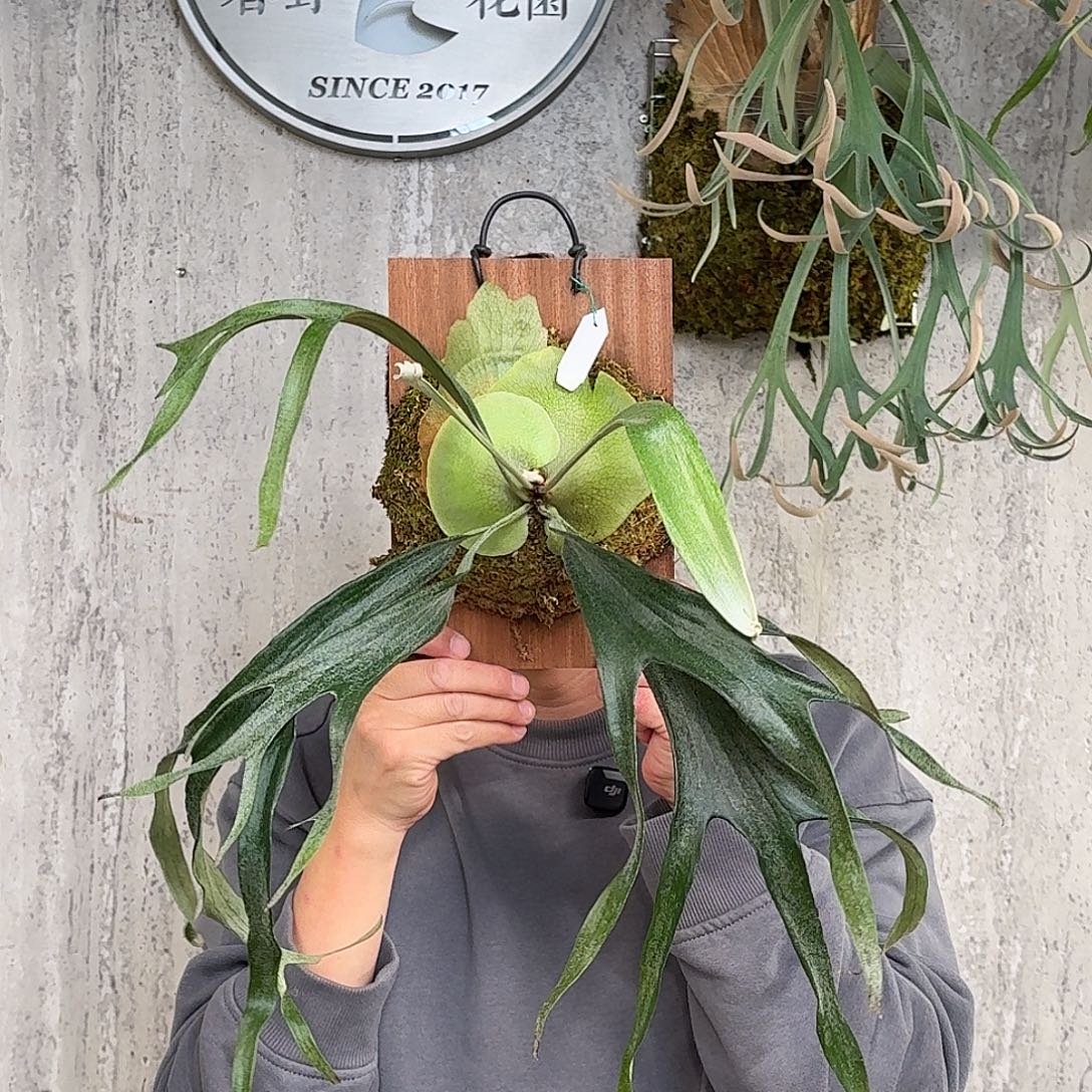 完全开放小猫咪鹿角蕨春野花园