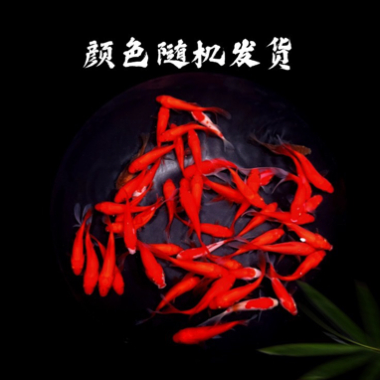 【福利】35条火焰红草金鱼 冷水观赏鱼 好养耐活 草金鱼 观赏鱼渔场