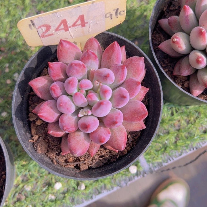 健健康康平平安安