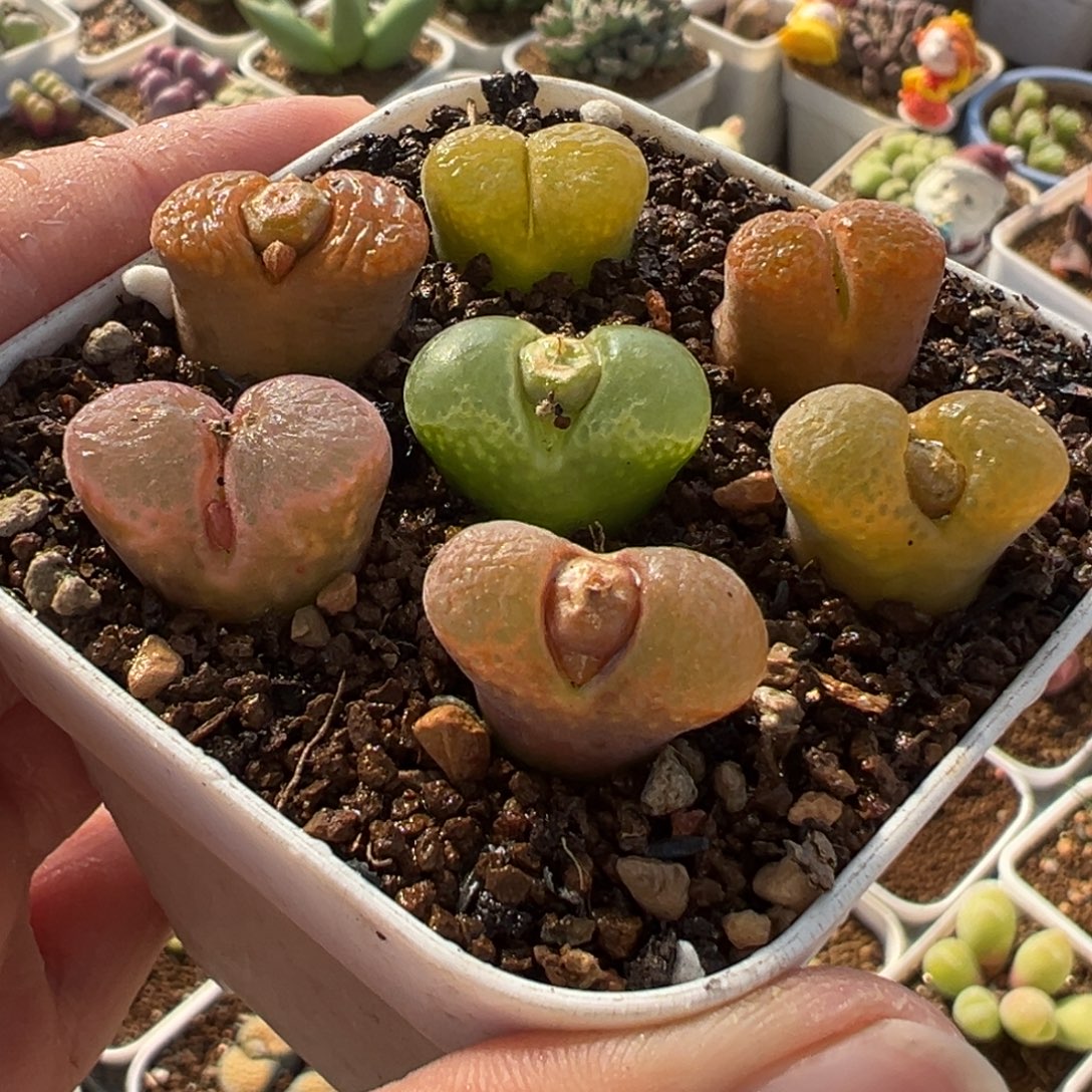 985多肉植物种类多样