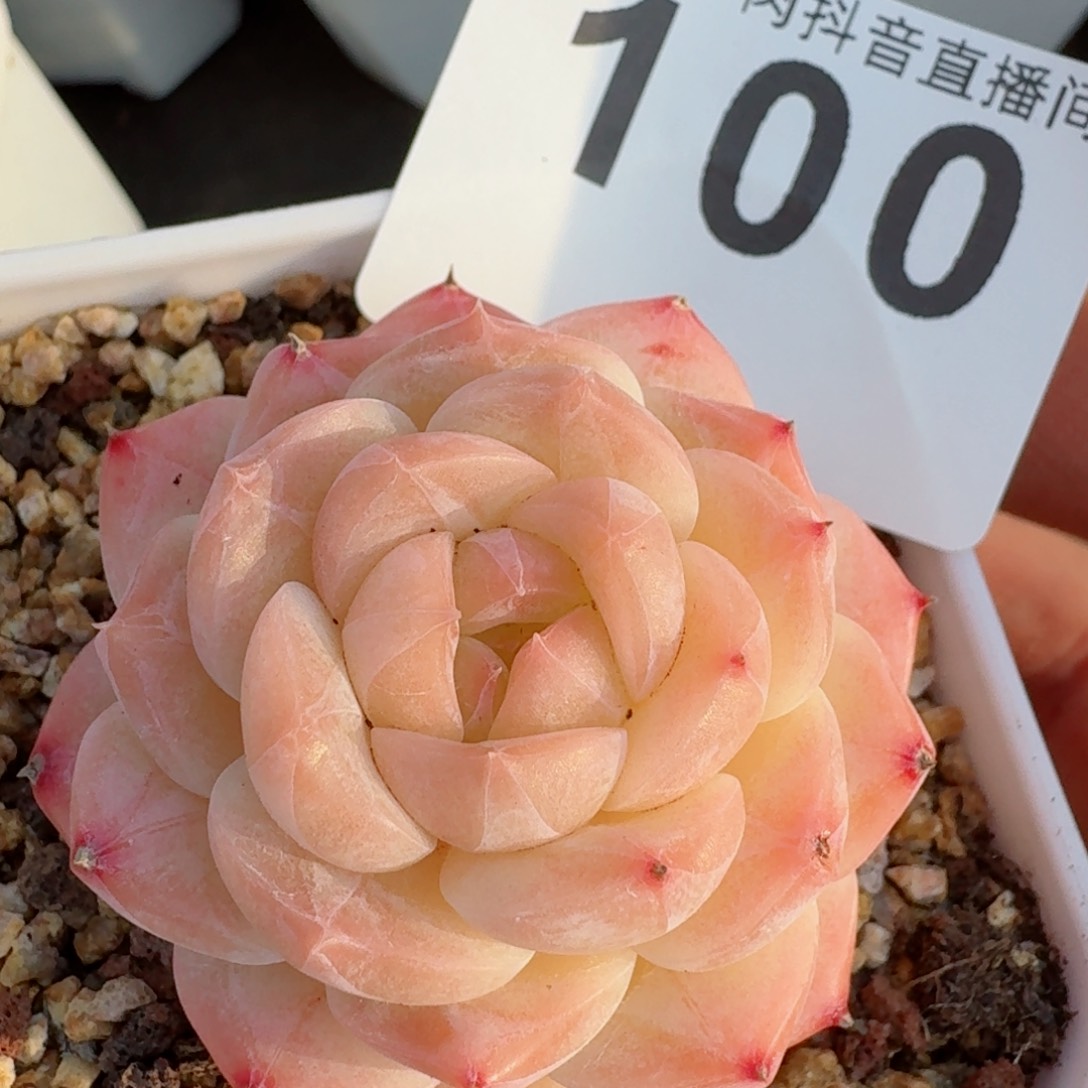 美心         精品多肉