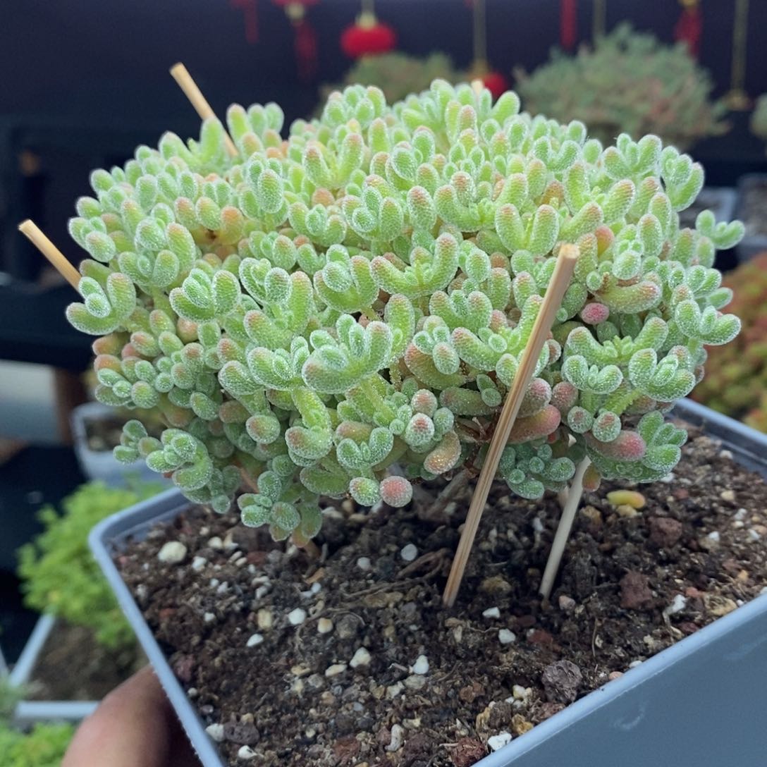 渿c94号优选冰晶枝干多肉