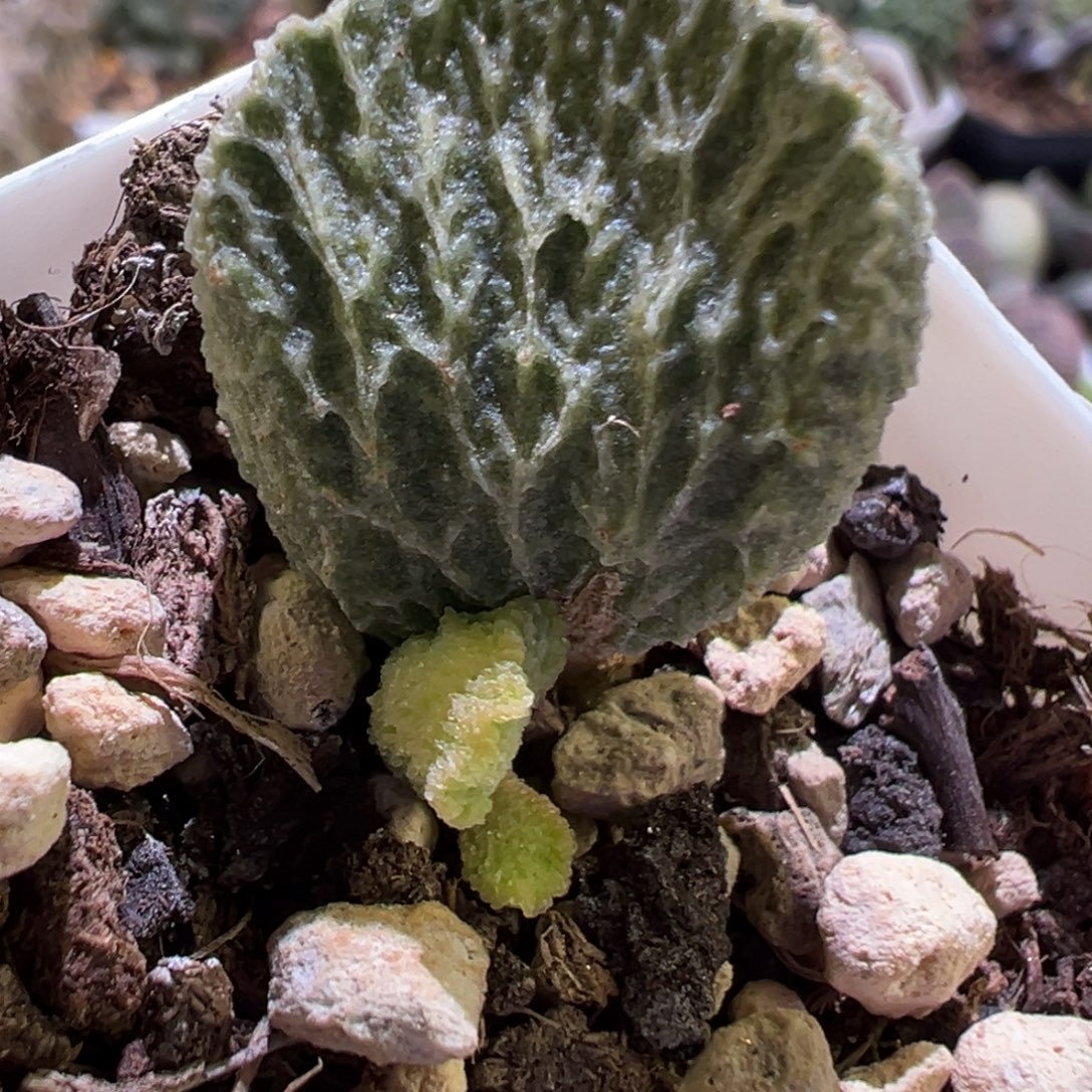 绿蒂赛尔特价苗多肉植物水泡