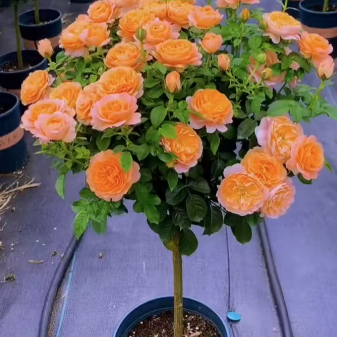 《养护棒棒糖月季》夏季树状开花植物适合阳台庭院多勤花丰花