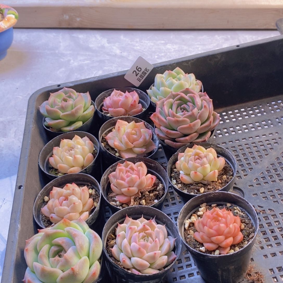 一物一拍。      026