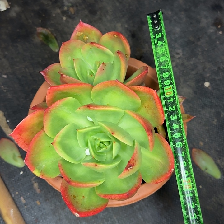 开***心腾云070 多肉植物一物一拍