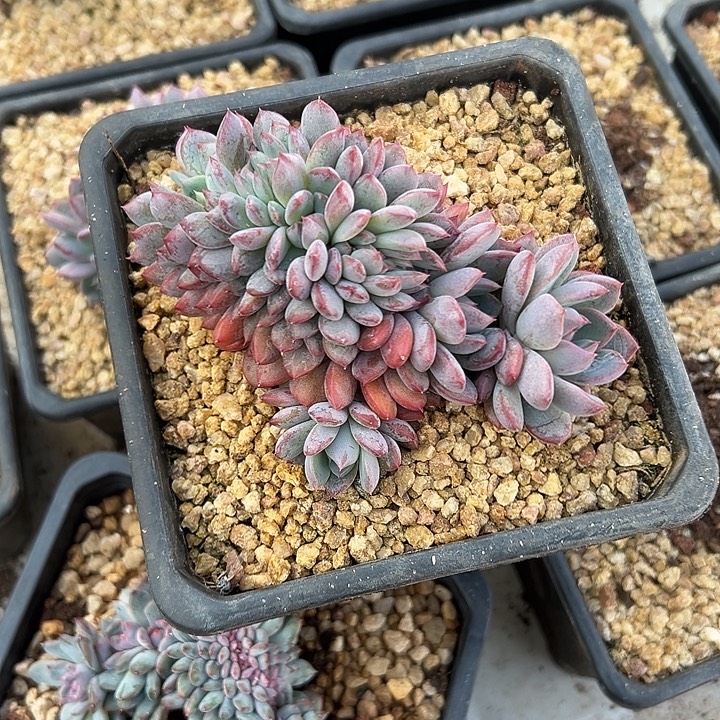 黑曼巴群生缀化多肉