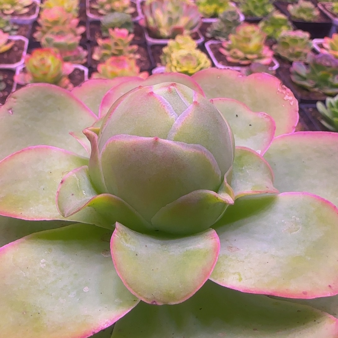 福利14343535643465668566