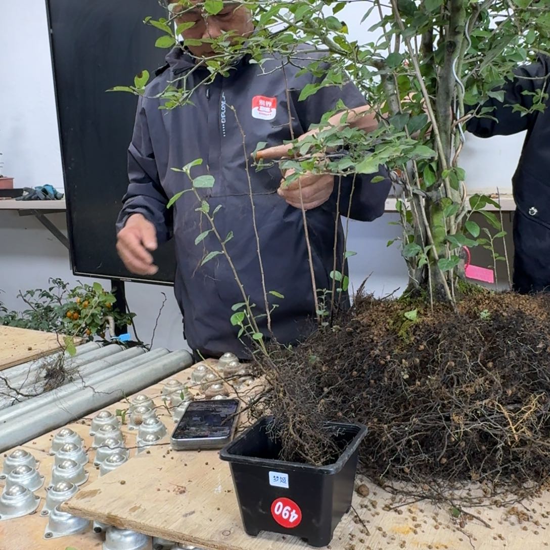 宥***柒无花朵490顺丰到付