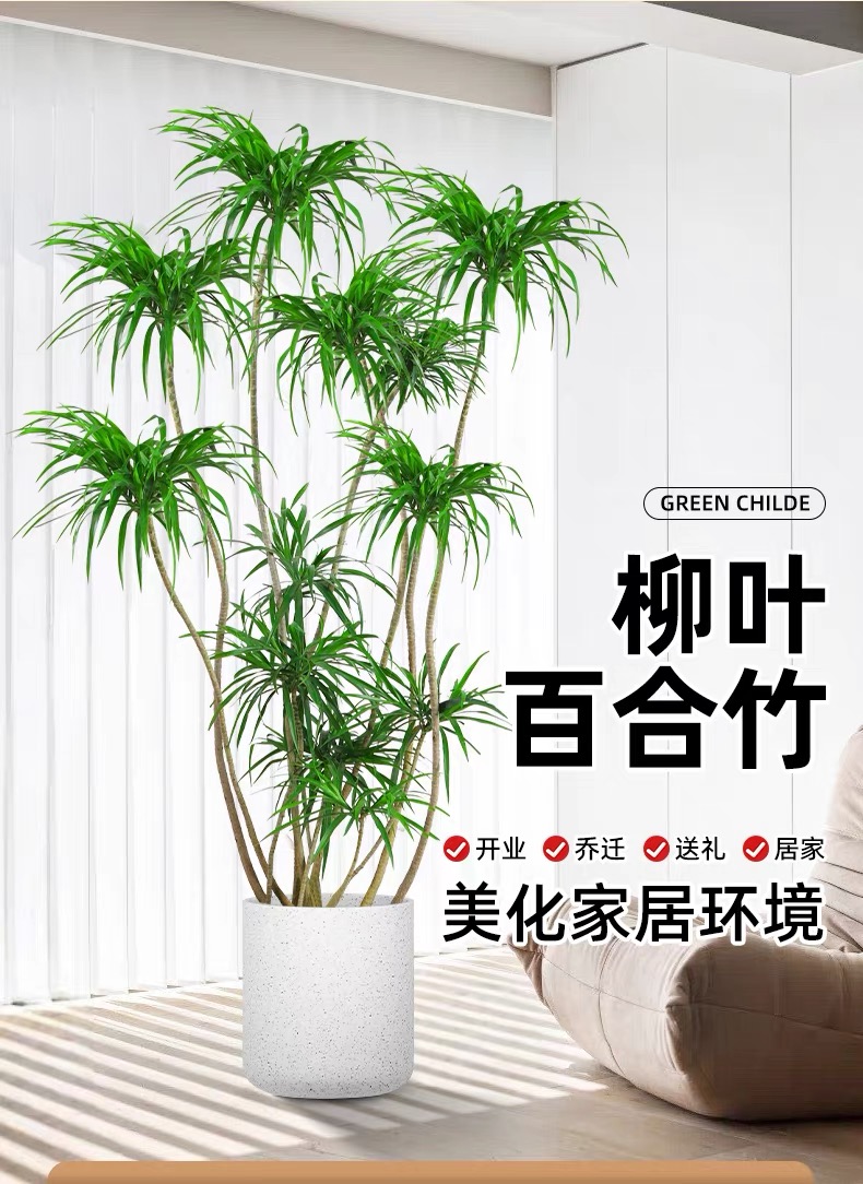 造型百合竹总链接 柳叶金心金边百合竹 室内绿植 直播间一物一拍
