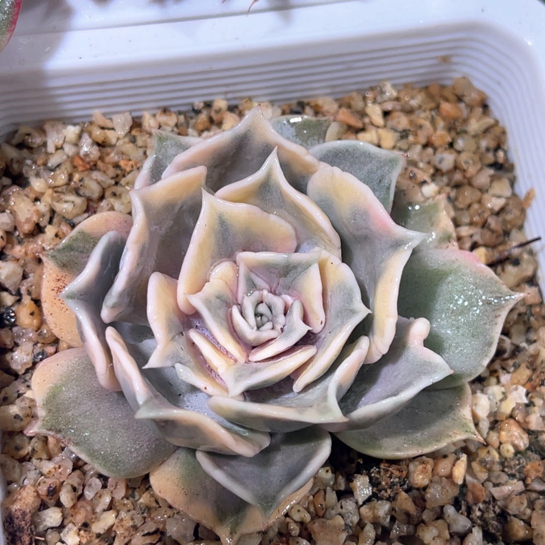 多肉特价丽娜莲锦