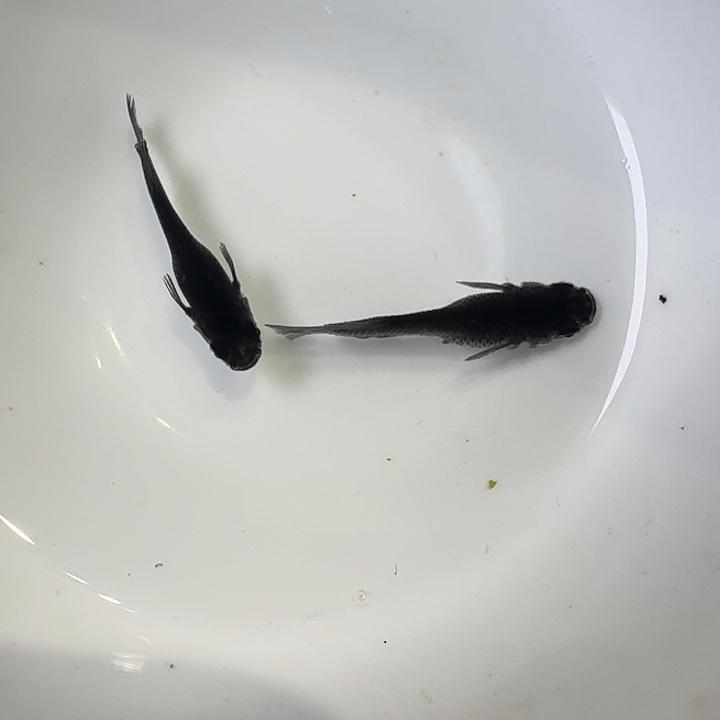 海水鱼75号拍品短体大蛇一组