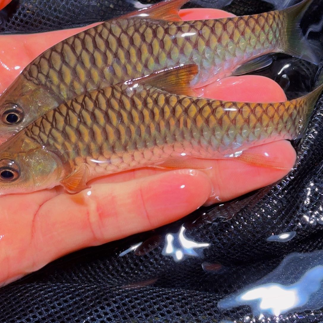 吉罗鱼马来西亚巴拉