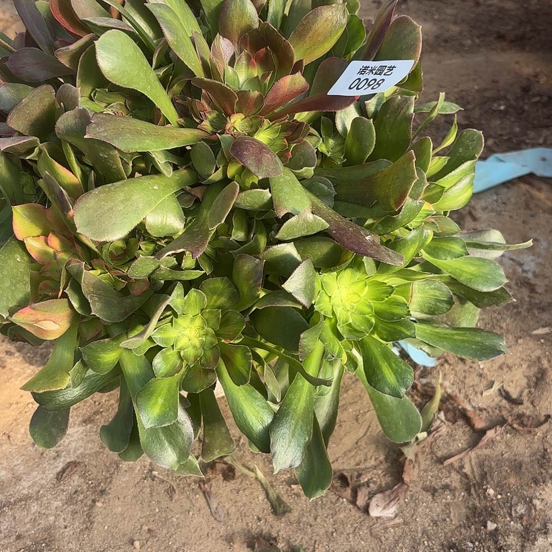 流星雨手捧多肉植物98