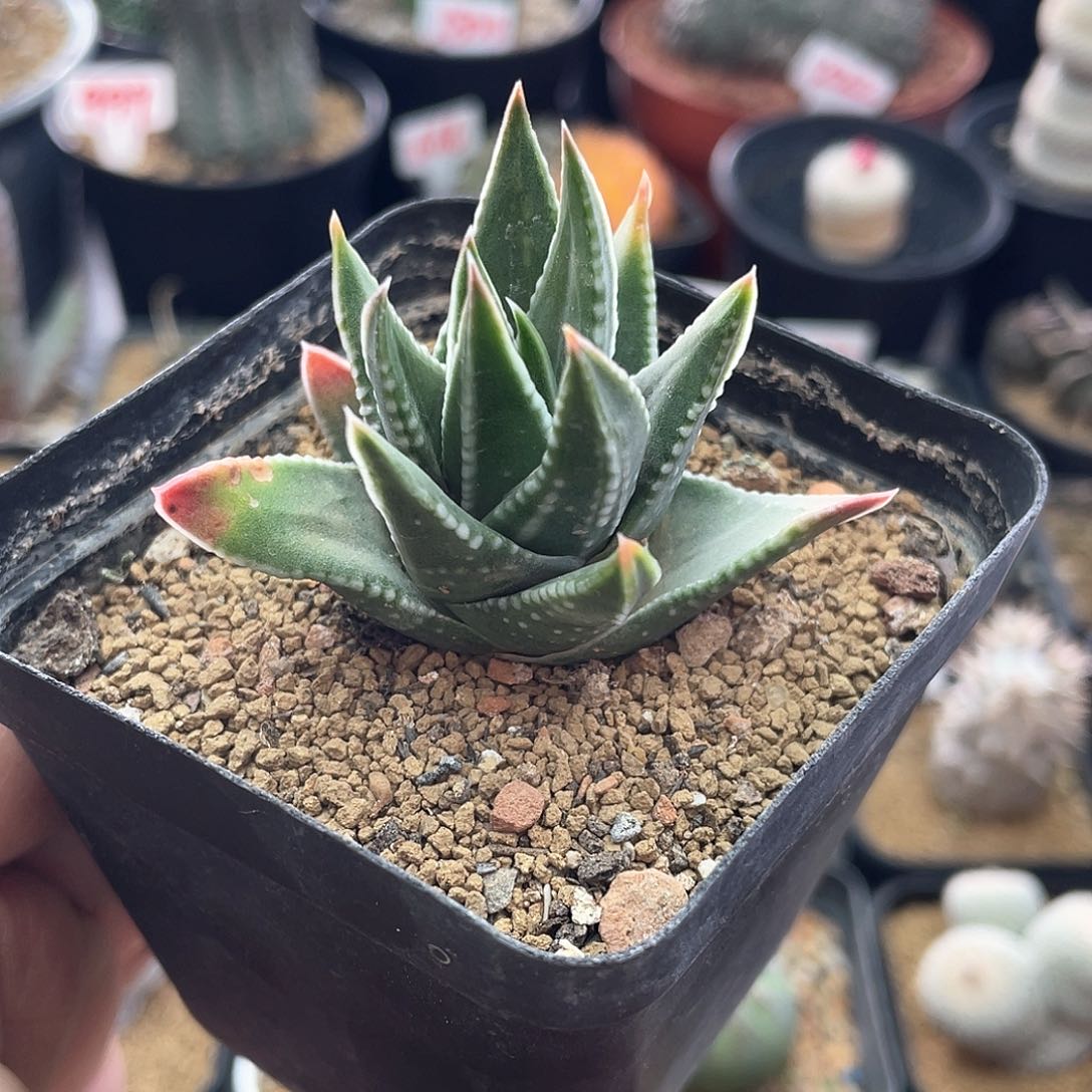 实生丸叶星点瑞鹤 致远多肉